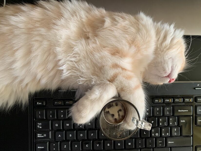 foto di gatto che dorme sulla tastiera